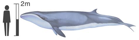 pygmy right whale size